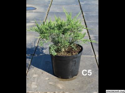 Можжевельник казацкий Тамарисцифолиа - Tamariscifolia