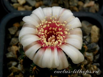 Gymnocalycium stellatum v.kleinianum - 10 семян