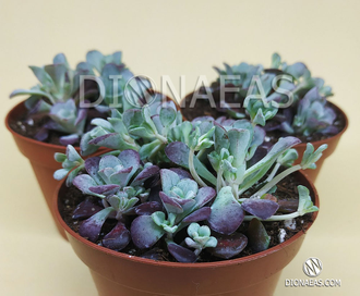 Седум Пурпуреум - Sedum Purpureum, Sedum spathulifolium Purpureum, Седум лопатчатолистный пурпурный