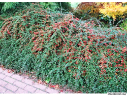 Кизильник Корал Бьюти - Coral Beauty