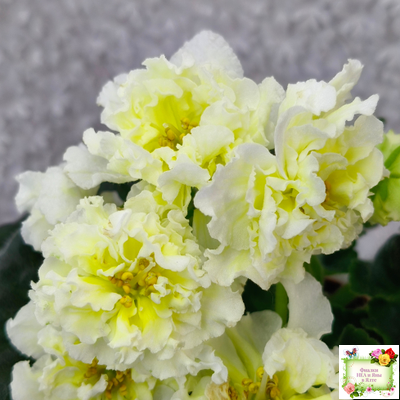 МК-Белый Янтарь (М. Карпова) 2023 г.