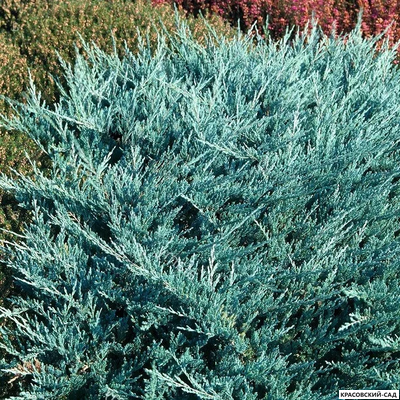 Можжевельник горизонтальный Блю Чип (Blue Chip) -Фото листвы  - Красовский-Сад.рф