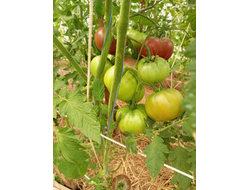 Томат Париж (Paris)