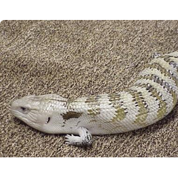Синеязыкий сцинк новогвинейский (Tiliqua scincoides)