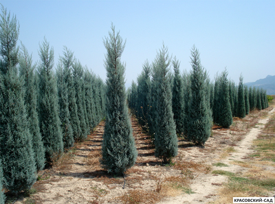 Кипарис Аризонский - Cupressus arizonica