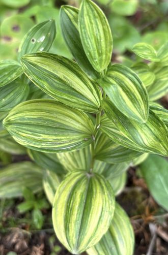 Polygonatum humile Shiro Shima Fu