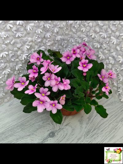 LV-Звезда в Ночи (Л. Шевелева) 2025 г. трейлер (клакамасный лонг)