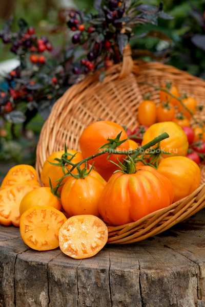 Томат Кошелек Цвета Хурма, 10 шт