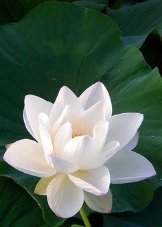 White Lotus absolute (India) 10% / Белый лотос абсолют