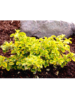 Бересклет Форчуна Emerald Gold