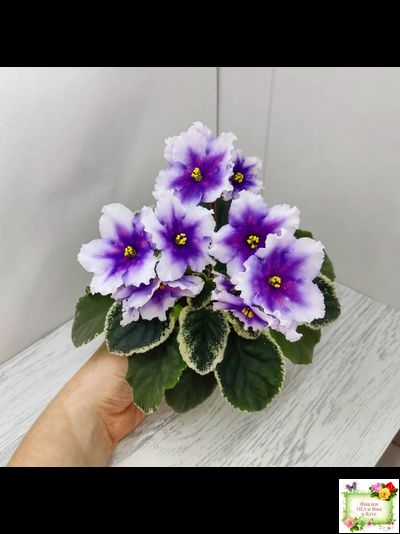 РС-Успех (С.Репкина) 2019 г.