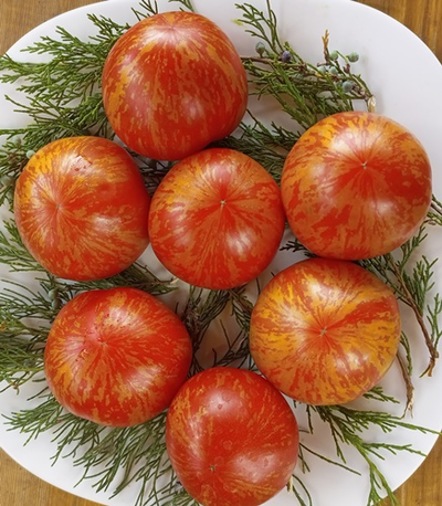 Томат Солнечная вспышка (Solar flare)