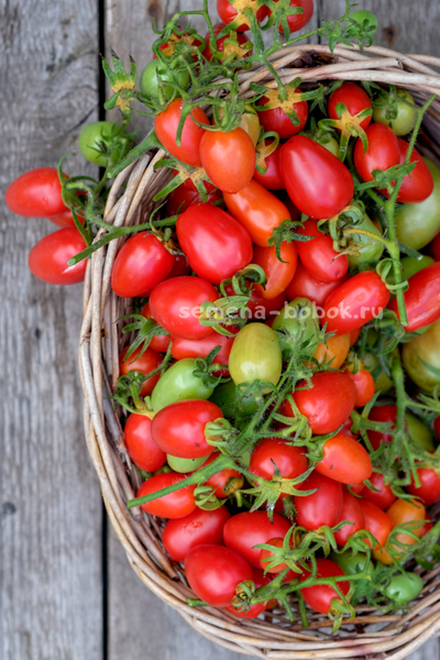 Томат Красный клык, 10 шт.