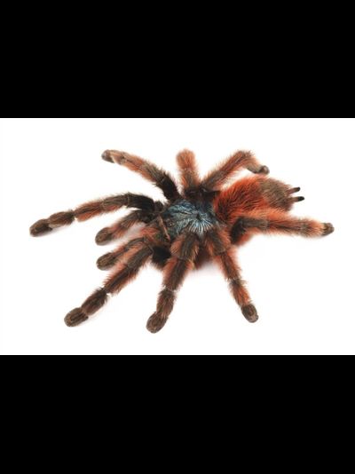 Avicularia versicolor