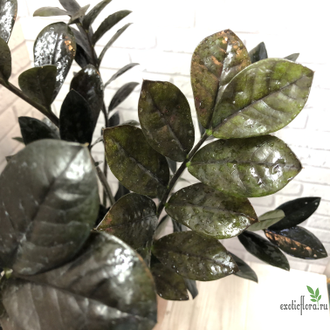 Замиокулькас Равен (Ворон) / Zamioculcas Raven