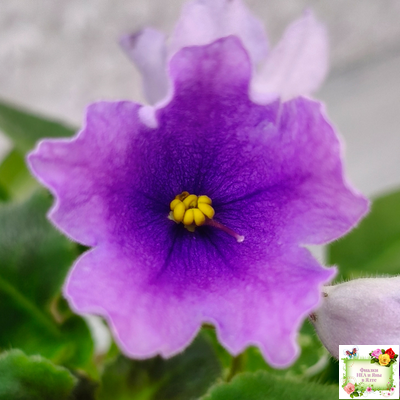 LV-Птичка, Лети! (Л. Шевелева) (лист посажен 21.10.25)