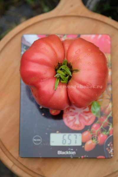 Томат Минусинский Безразмерный, 10 шт