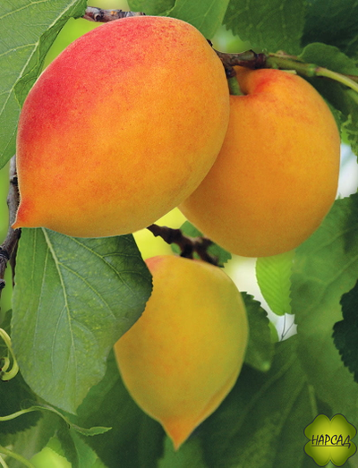 АБРИКОС "Академик Комаров" (саженец 3 года, сеянец из косточки)