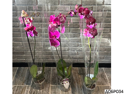 Орхидея фаленопсис «Ярко-розовая»