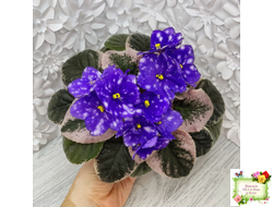 Rivermist Heavenly (J. Baker) (лист посажен 31.10.25)