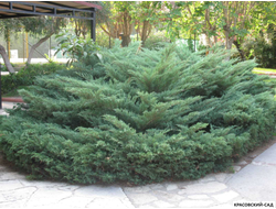 Можжевельник Казацкий Голубой - Juniperus Sabina