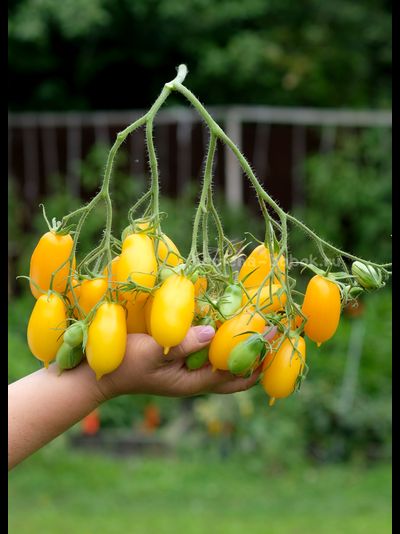 Томат Нежность, 10 шт