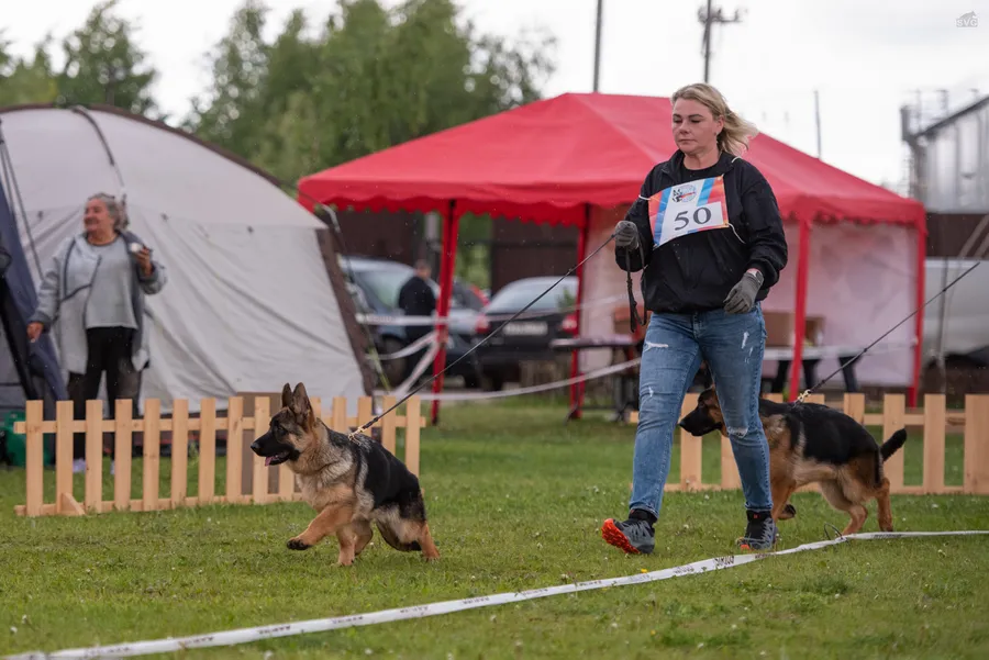 монопородная выставка г. Бронницы 28.05.2023 1 место эксперт Peter Firic (Сербия)  