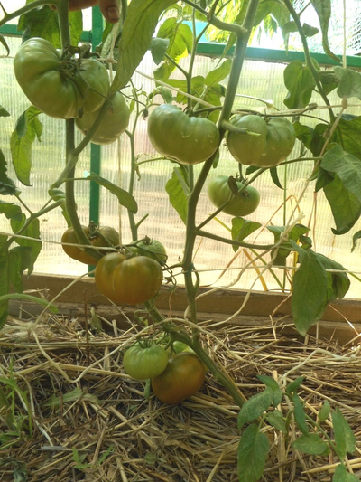 Томат Зеленая тайна мистера Граба (Grubs mysteri green) Австралия,