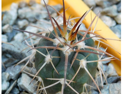 Gymnocalycium bruchii v. niveum VG 536