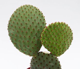 Opuntia Rufida