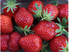 Земляника ремонтантная Мара Де Буа