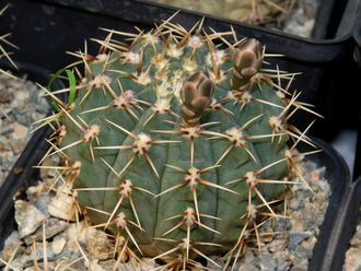 Gymnocalycium occultum STO 789 (D=45мм)