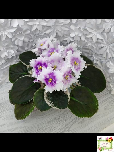 Dn-Дух Різдва (Д. Денисенко) 2020 г.