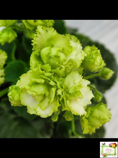 Irish Flirt (S.Sorano) (Айриш Флирт) 11/07/91