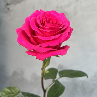 Роза Эквадор розовая