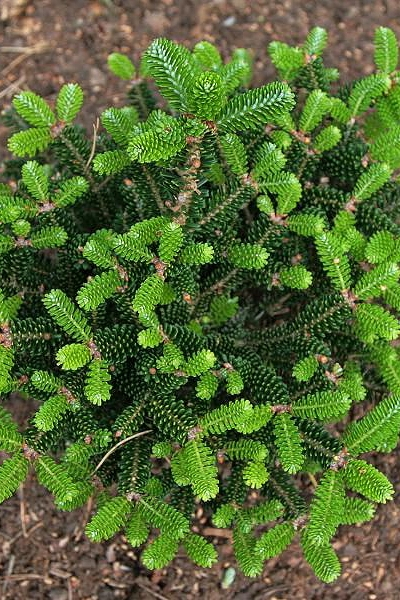 Пихта корейская Oberon