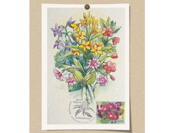 КМ - Первоцветы. Первоцвет Юлии