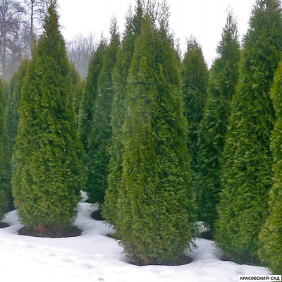 Туя Смарагд - Smaragd 2 метра