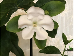 Brunfelsia Manaka