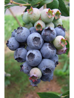 Голубика Meader