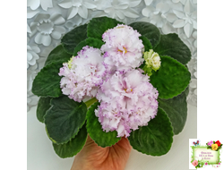 Фея (Т. Л. Дадоян)