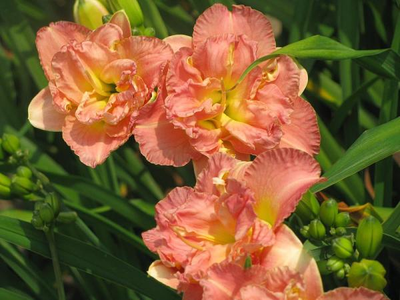 Лилейник Лейси Дойли (Lacy Doily)