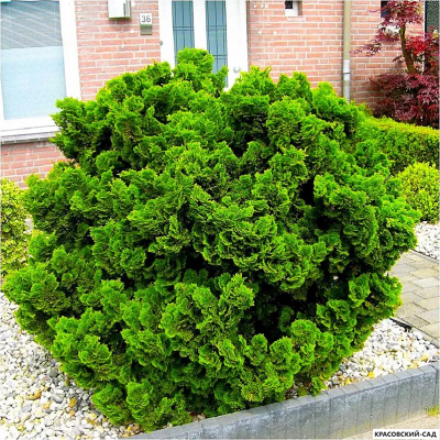 Кипарисовик Нана Грасилис - Nana Gracilis