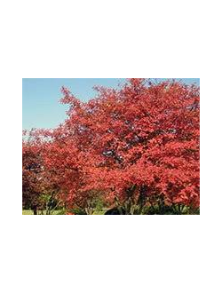 Ирга Ламарка,С3,40-60