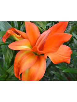 Лилия Азиатская махровая Игл Ай  (Lilium asiatic hybrid Eagle Eye)
