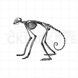 штамп винтажный скелет обезьяны