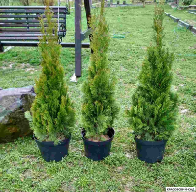 Туя Смарагд - Smaragd 1 метр