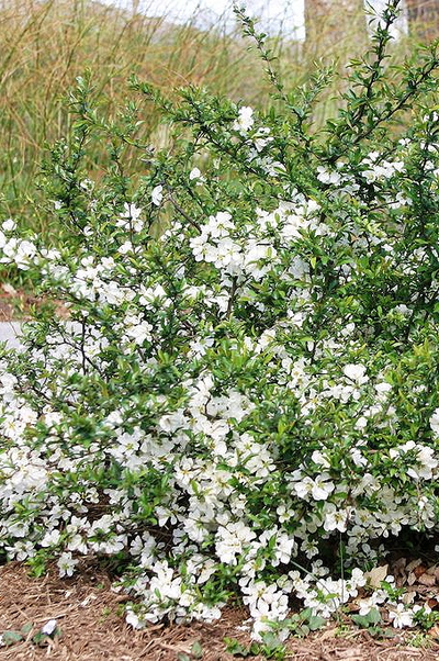 Айва (Хеномелес средний) Jet Trail