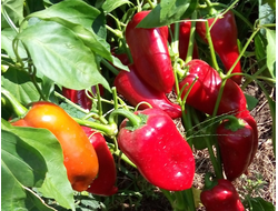 Перец сладкий Китайская стена