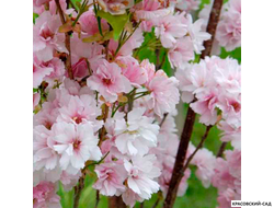 Вишня Аманогава - Amanogawa